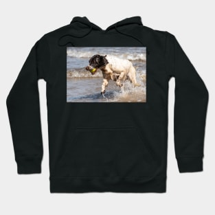 English Springer Hoodie